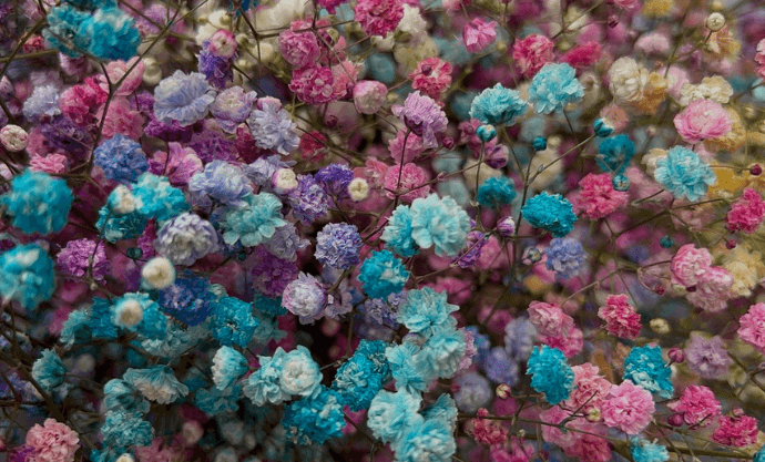 Baby's Breath Flower