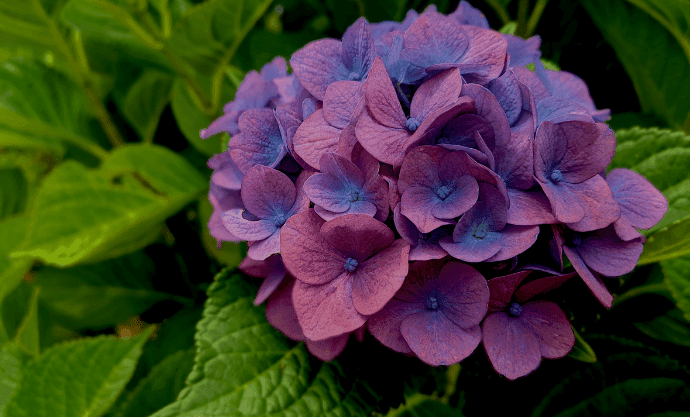 Hydrangea Flower