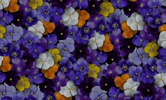 Pansy Flower 