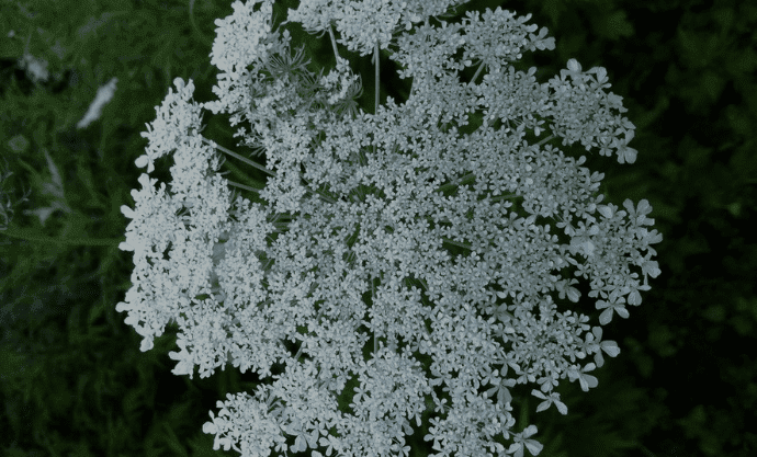 Queen Anne's Lace Flower