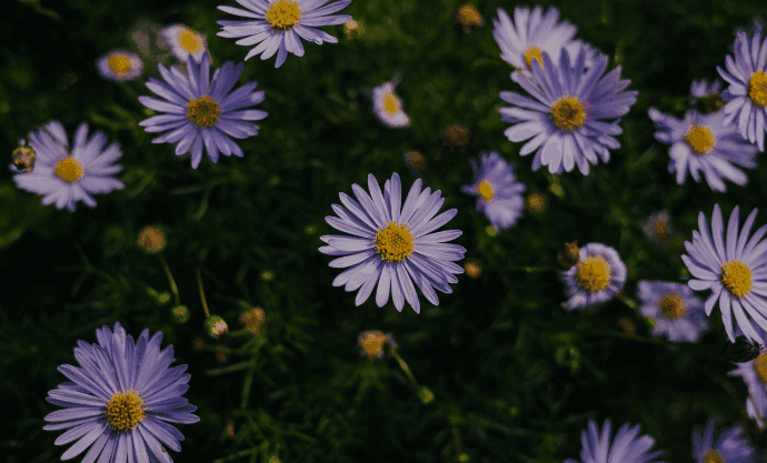 Aster Flower