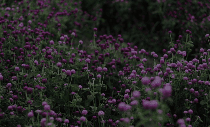 Globe Amaranth Flower