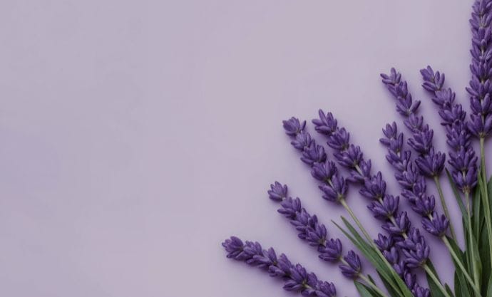 Lavender Flower