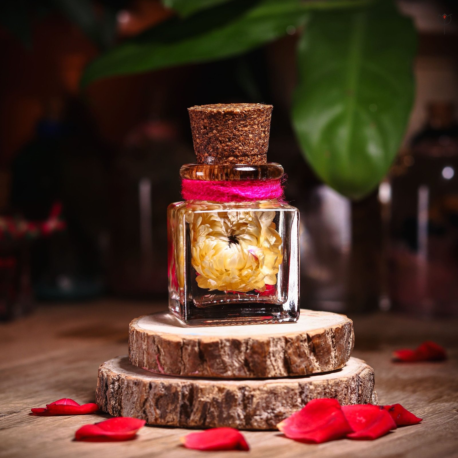 candlelit-sunflower-preserved-glass-garden-real-flower-mystikfalls Candlelit Sunflower Preserved Glass Garden with real dried sunflower in mineral oil cork bottle by MystikFalls