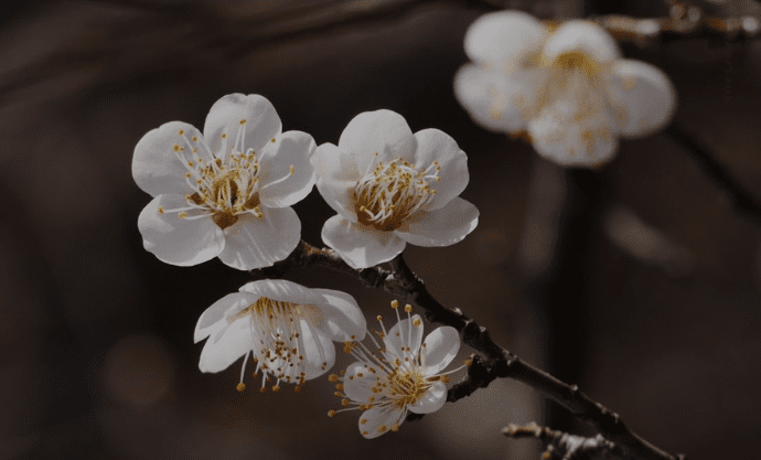 Plum Flower
