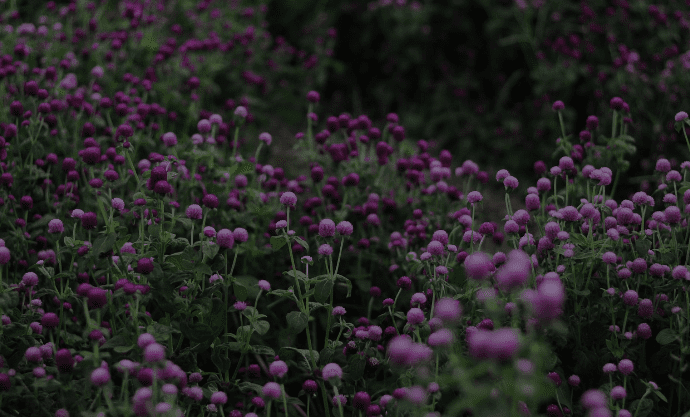 Globe Amaranth Flower